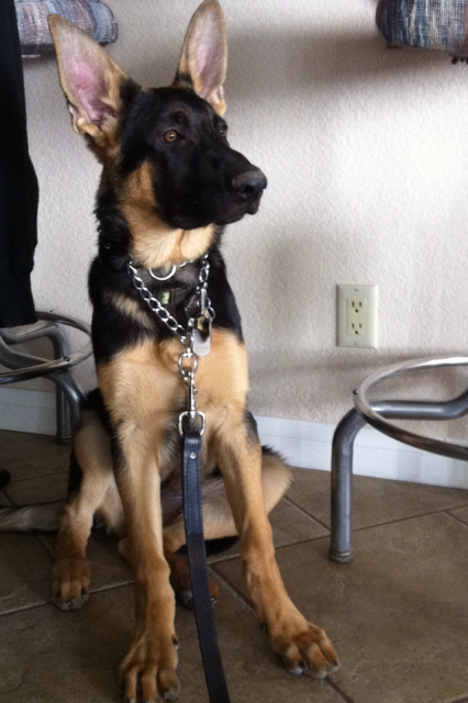 A gsd picture