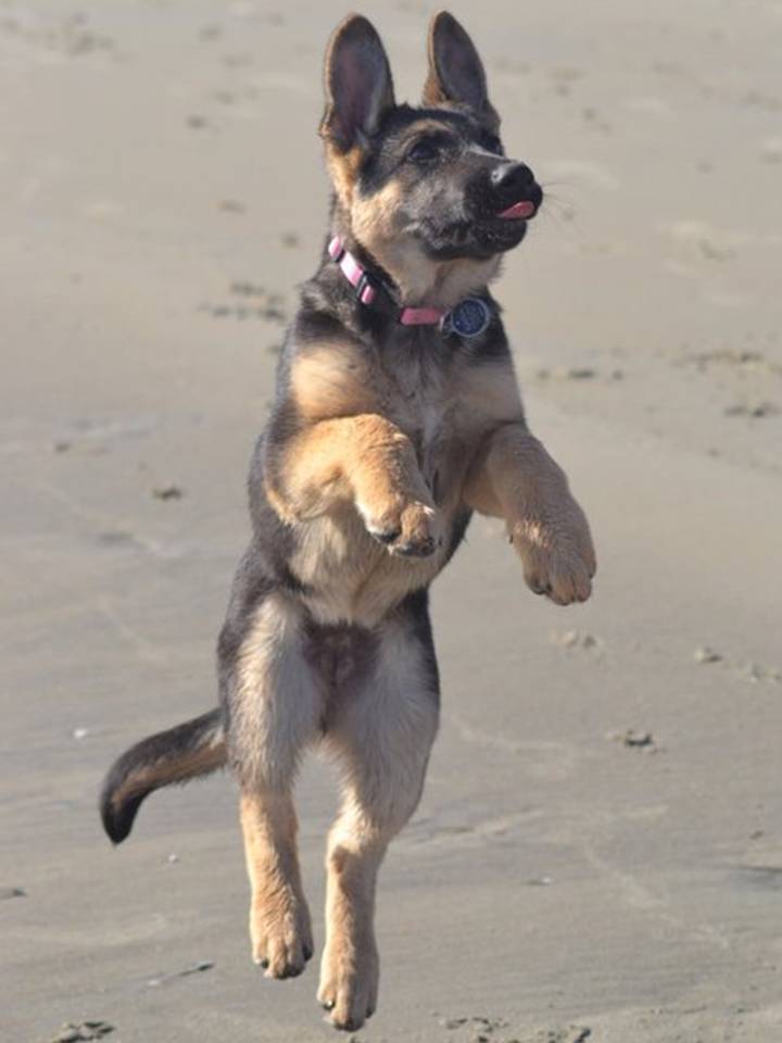 Adorable German Shepherd Puppy sold by Von Ward Kennels