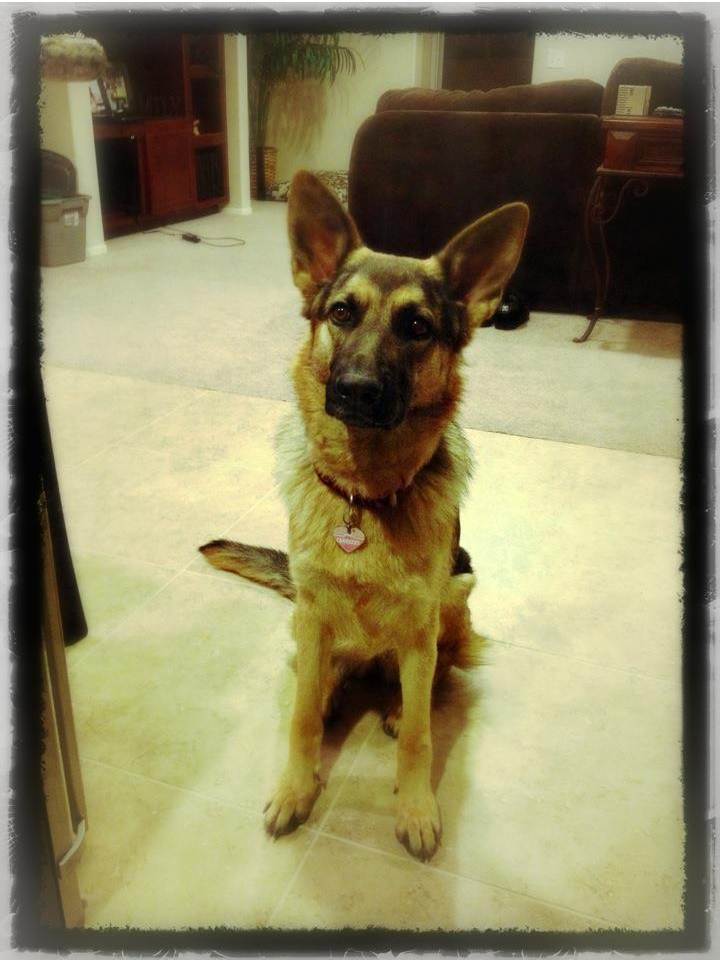 GSD named Marilyn