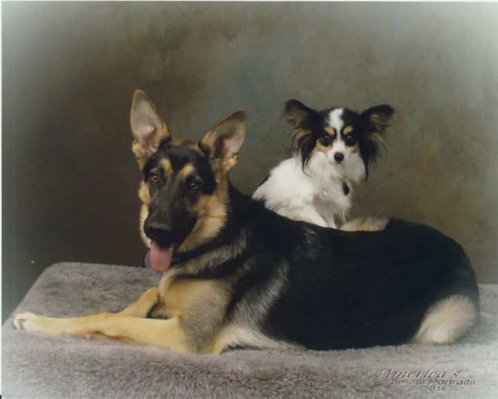 A gsd and papillion