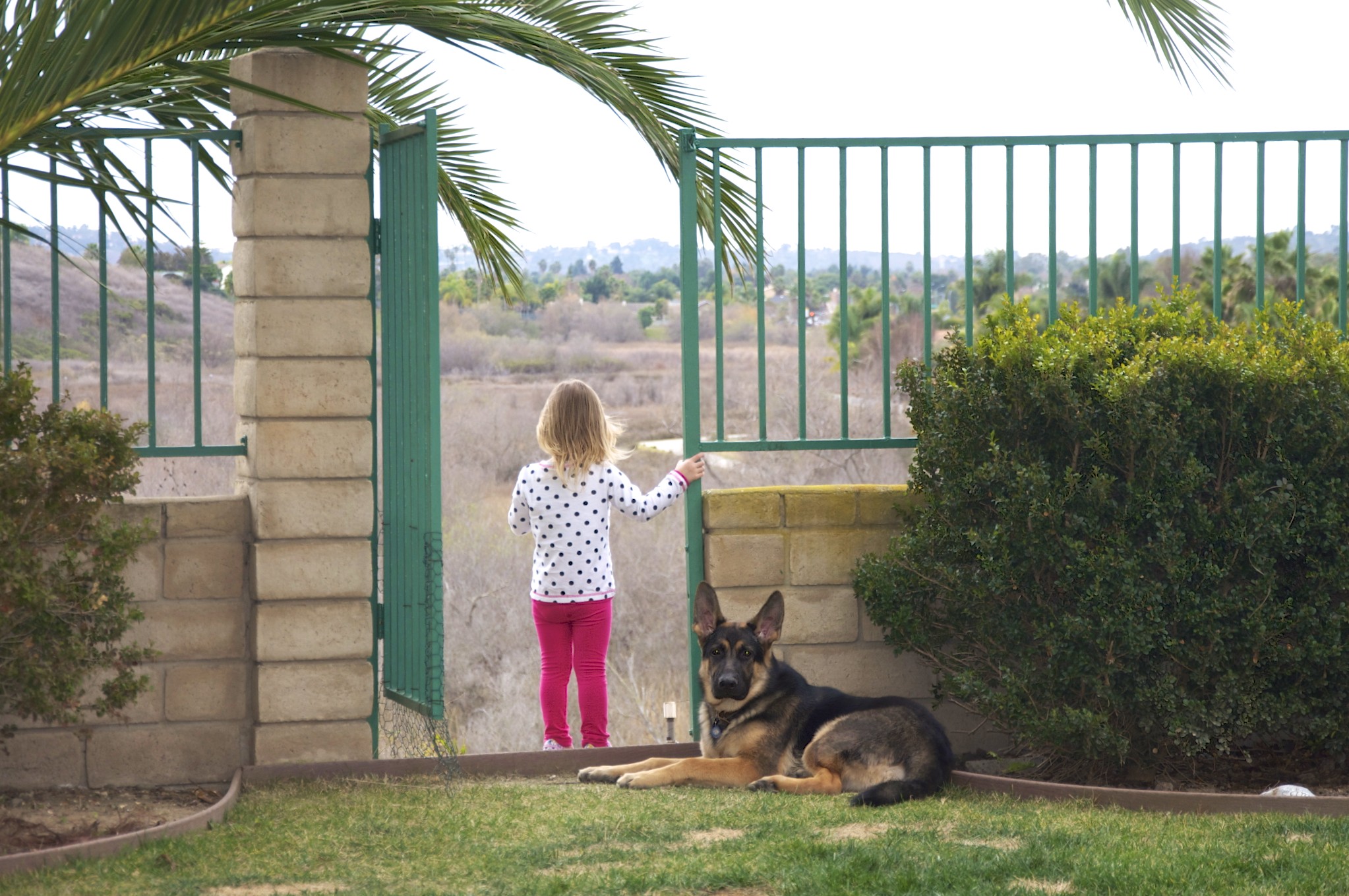 german shepherd puppy jet in east san diego county