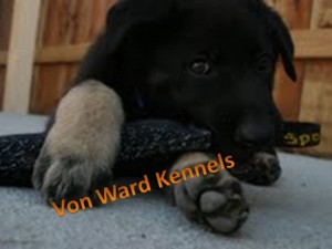 Another German Shepherd from Von Ward Kennels in San Diego County, California named Jarmin
