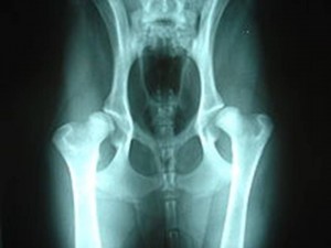 xray of dog with hip dysplasia