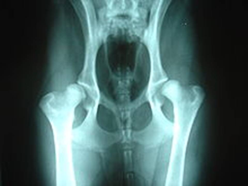 German Shepherd Hip Score Chart