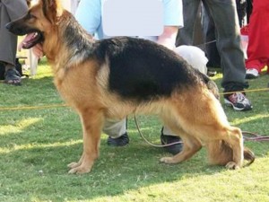 german shepherd show dog with heavy roaching or a banana back