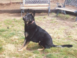 Braven, German Shepherd Stud owned by Von Ward Kennels located in Campo, California