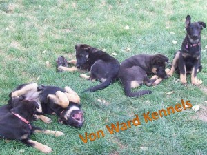 german shepherd puppies with funny ears and silly personalities