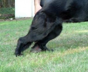 German shepherd dog walking on it's hocks