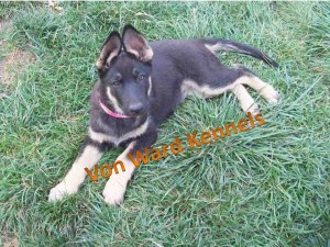 Von Ward Kennels GSD Puppy in the grass