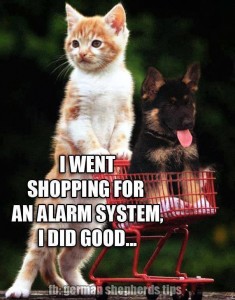 kitty and pup