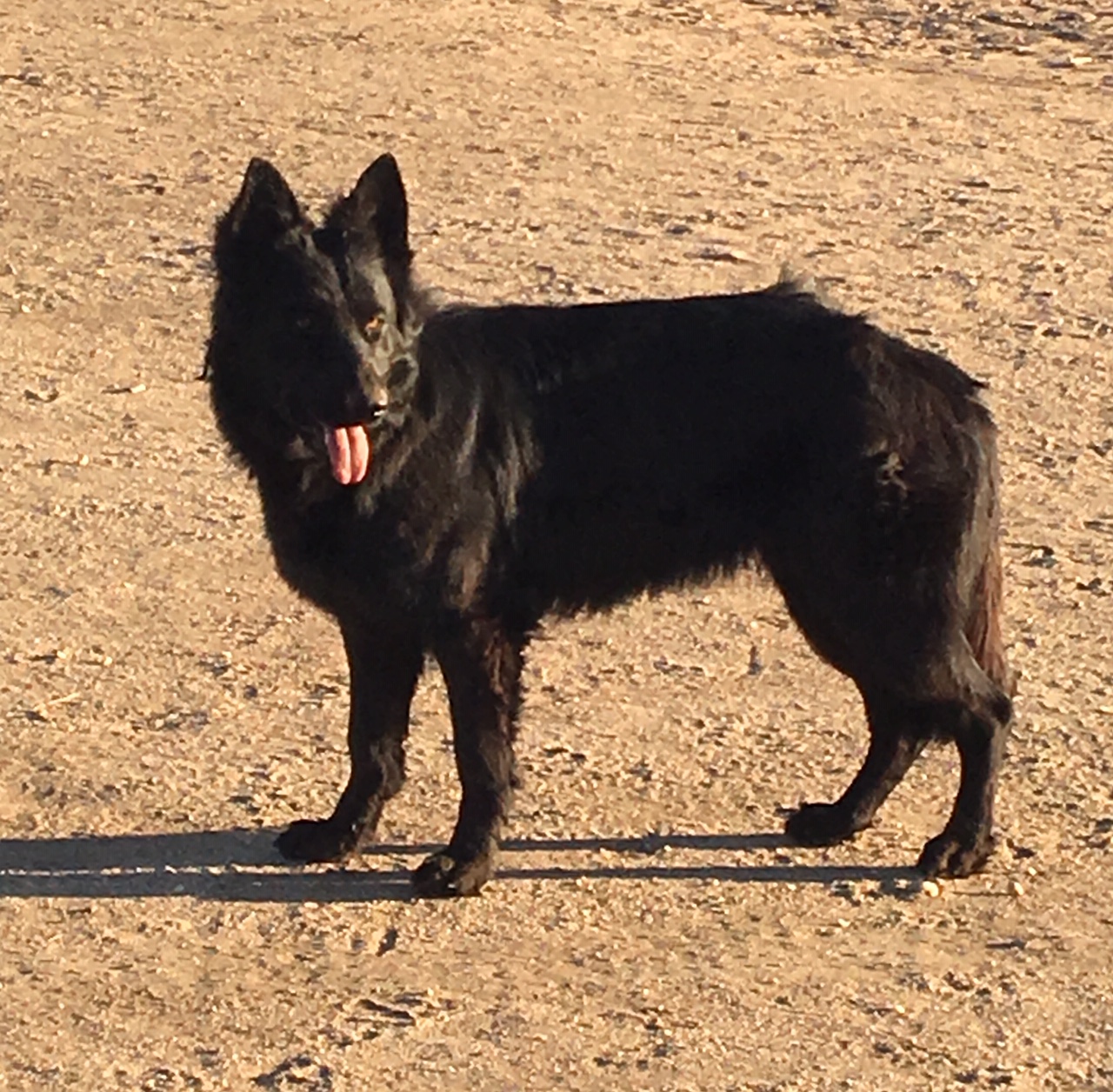 German Shepherd Pups For Sale Von Ward KennelsVon Ward Kennels