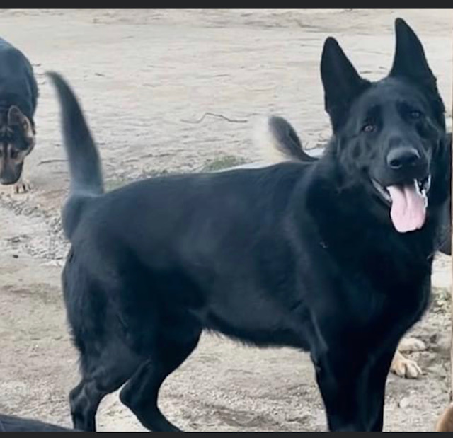 German shepherd females for sale cheap